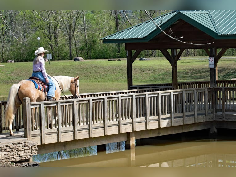 American Quarter Horse Ruin 15 Jaar 155 cm Palomino in Quitman AR