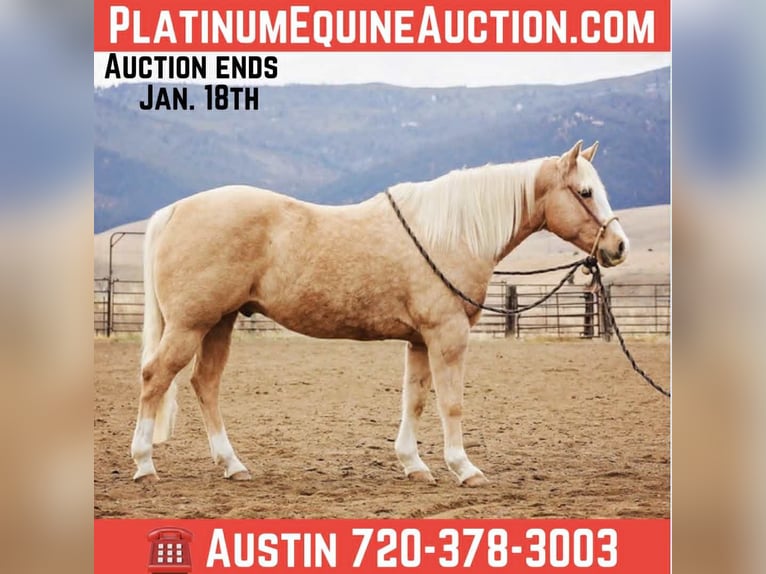 American Quarter Horse Ruin 15 Jaar 155 cm Palomino in Winston MT