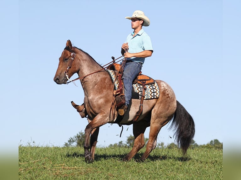 American Quarter Horse Ruin 15 Jaar 155 cm Roan-Bay in Brodhead Ky