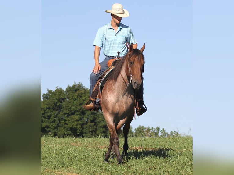 American Quarter Horse Ruin 15 Jaar 155 cm Roan-Bay in Brodhead Ky