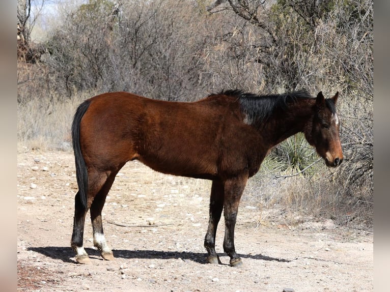 American Quarter Horse Ruin 15 Jaar 155 cm Roodbruin in Camp Verde AZ