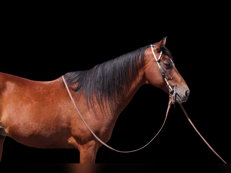American Quarter Horse Ruin 15 Jaar 155 cm Roodbruin in Fort Collins