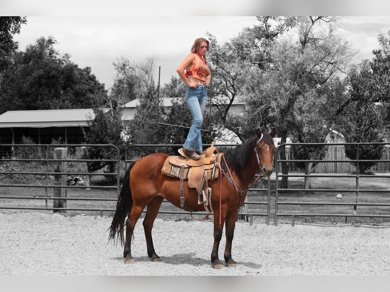 American Quarter Horse Ruin 15 Jaar 155 cm Roodbruin in Fort Collins