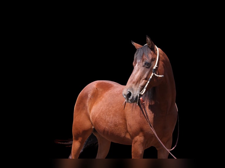 American Quarter Horse Ruin 15 Jaar 155 cm Roodbruin in Fort Collins