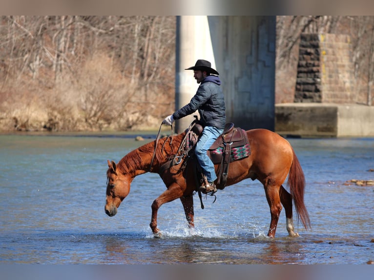 American Quarter Horse Ruin 15 Jaar 155 cm Roodvos in Clarion