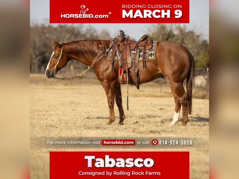 American Quarter Horse Ruin 15 Jaar 155 cm Roodvos in Clarion