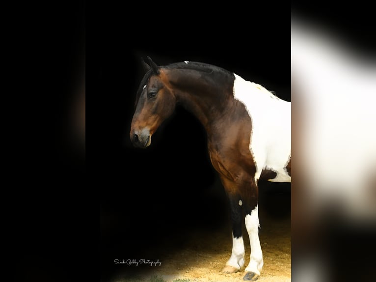 American Quarter Horse Ruin 15 Jaar 155 cm Tobiano-alle-kleuren in Oelwein IA