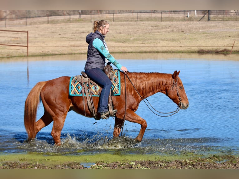 American Quarter Horse Ruin 15 Jaar 157 cm Donkere-vos in Athens