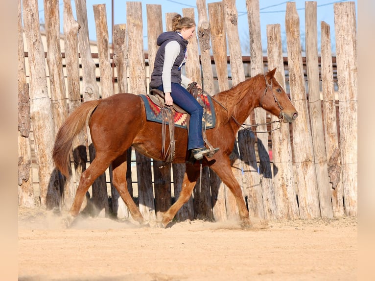 American Quarter Horse Ruin 15 Jaar 157 cm Donkere-vos in Athens