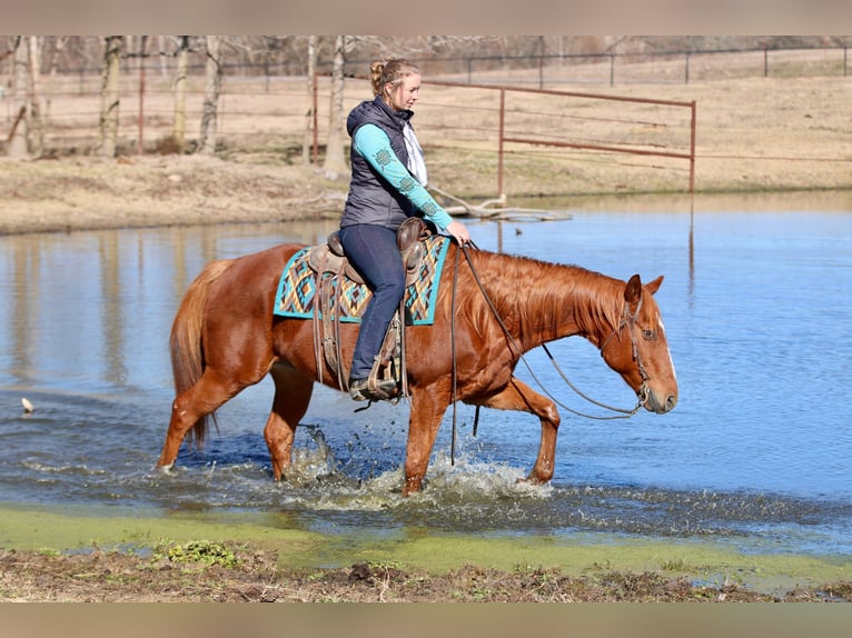American Quarter Horse Ruin 15 Jaar 157 cm Donkere-vos in Athens