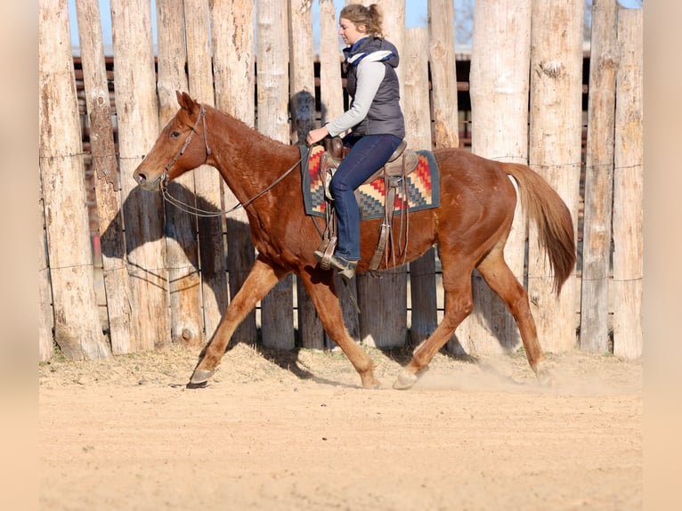 American Quarter Horse Ruin 15 Jaar 157 cm Donkere-vos in Athens