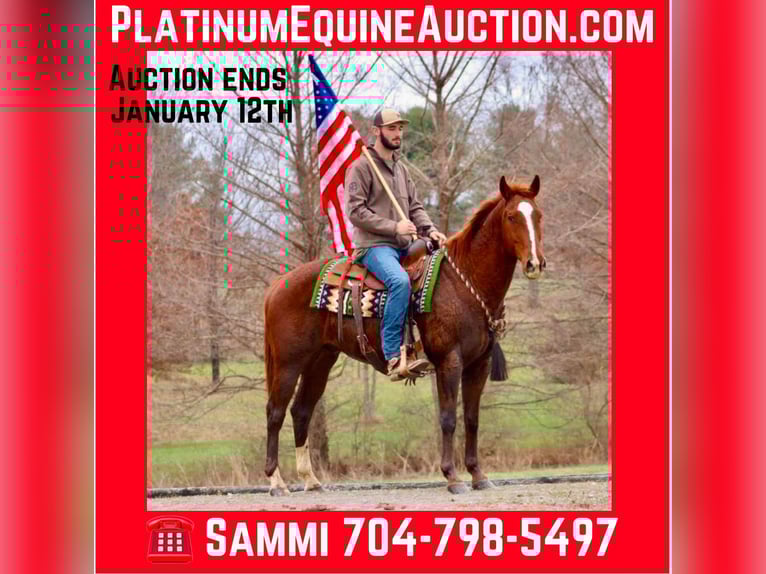 American Quarter Horse Ruin 15 Jaar 157 cm Donkere-vos in Brooksville KY