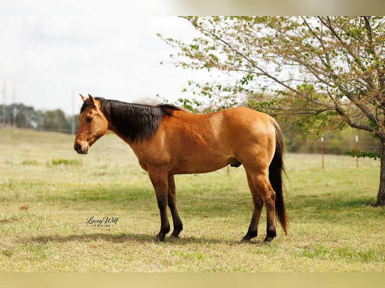 American Quarter Horse Ruin 15 Jaar 157 cm Falbe in Quitman