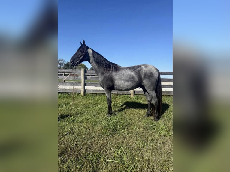 American Quarter Horse Ruin 15 Jaar 157 cm Roan-Blue in Grassy Creek KY