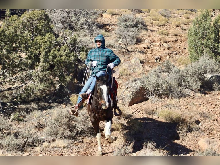 American Quarter Horse Ruin 15 Jaar 157 cm Tobiano-alle-kleuren in Brooksville KY