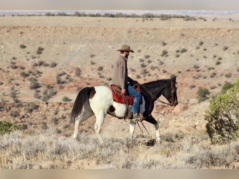 American Quarter Horse Ruin 15 Jaar 157 cm Tobiano-alle-kleuren in Brooksville KY