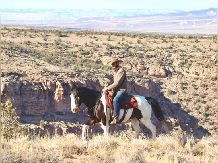 American Quarter Horse Ruin 15 Jaar 157 cm Tobiano-alle-kleuren in Brooksville KY