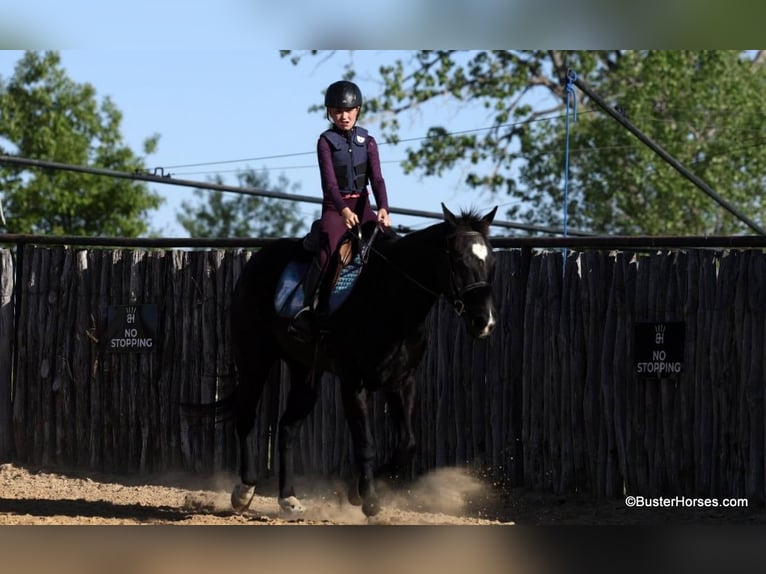 American Quarter Horse Ruin 15 Jaar 157 cm Zwart in Weatherford TX