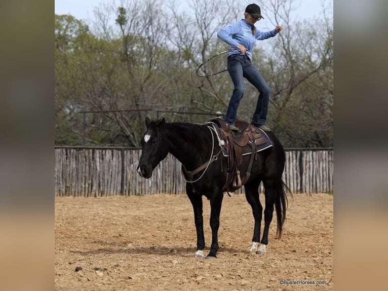 American Quarter Horse Ruin 15 Jaar 157 cm Zwart in Weatherford TX