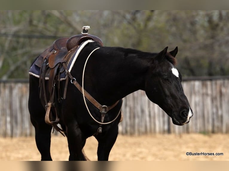 American Quarter Horse Ruin 15 Jaar 157 cm Zwart in Weatherford TX