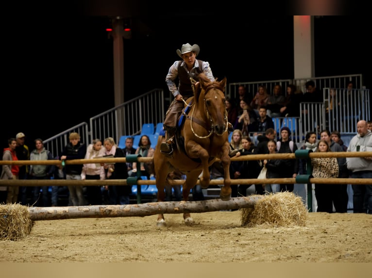 American Quarter Horse Mix Ruin 15 Jaar 158 cm Red Dun in Wolfern
