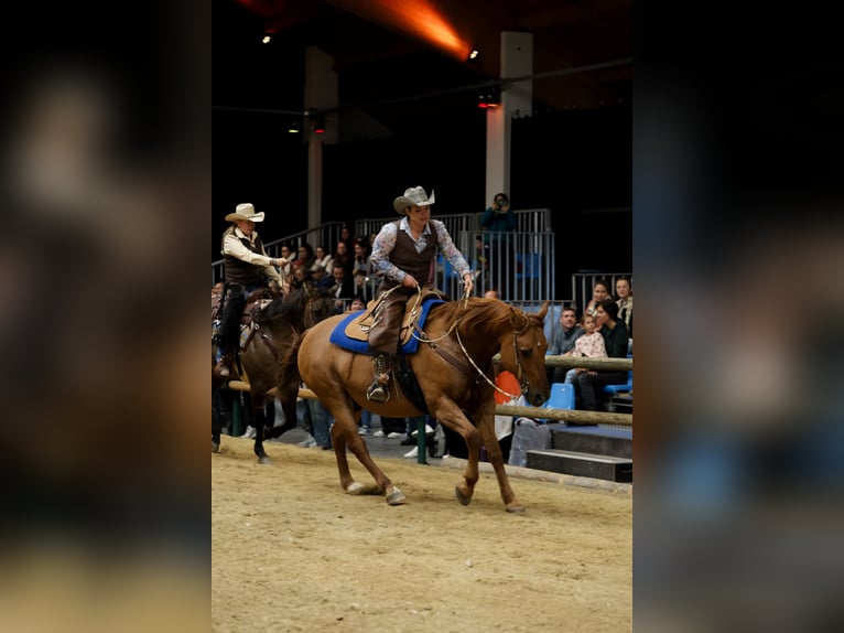 American Quarter Horse Mix Ruin 15 Jaar 158 cm Red Dun in Wolfern