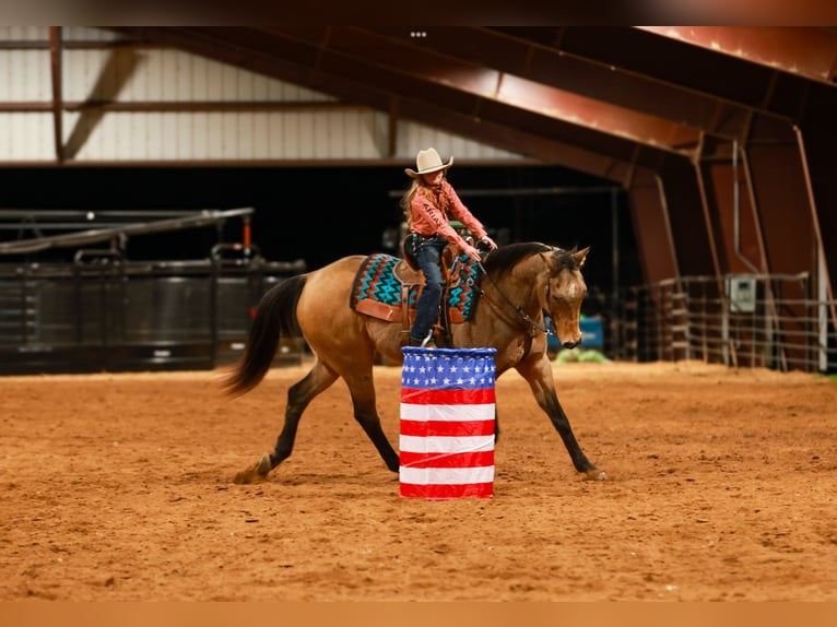 American Quarter Horse Ruin 15 Jaar 160 cm Buckskin in Quitman