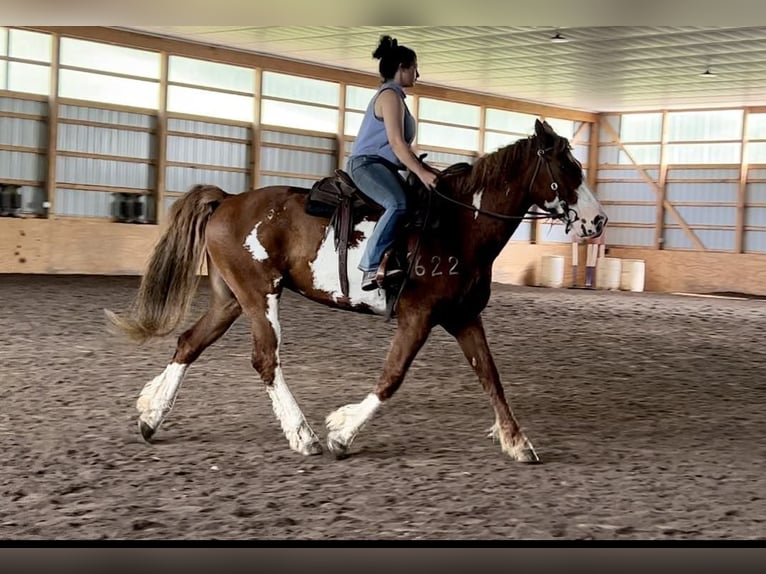 American Quarter Horse Ruin 15 Jaar 165 cm Overo-alle-kleuren in Everett PA