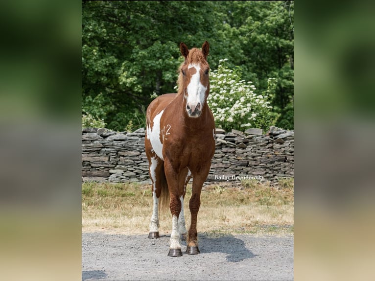 American Quarter Horse Ruin 15 Jaar 165 cm Overo-alle-kleuren in Everett PA