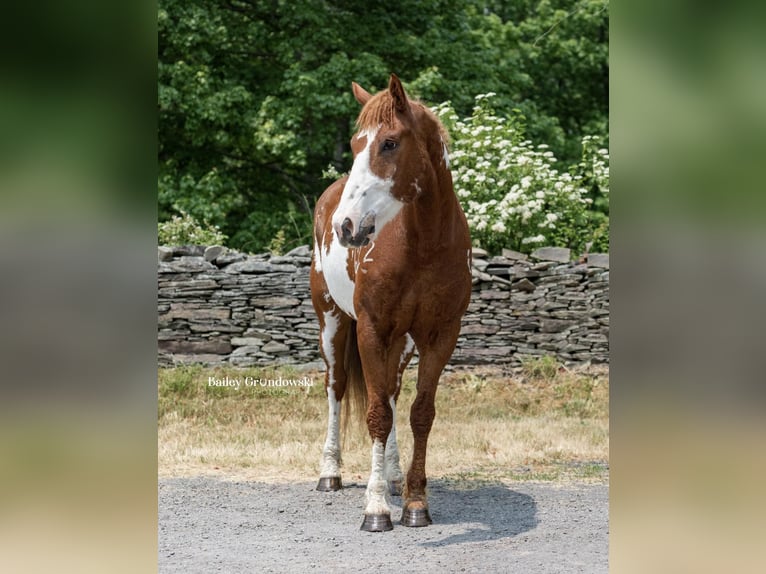 American Quarter Horse Ruin 15 Jaar 165 cm Overo-alle-kleuren in Everett PA