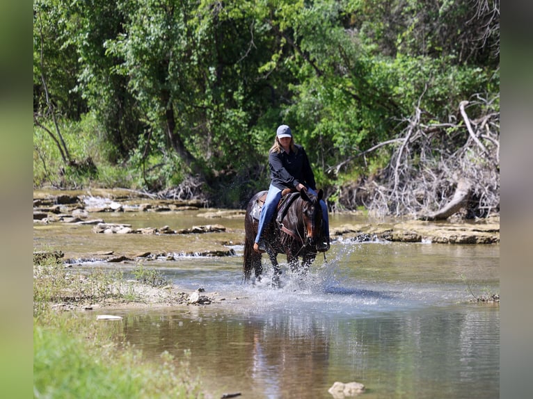 American Quarter Horse Ruin 15 Jaar Bruin in Stephenville