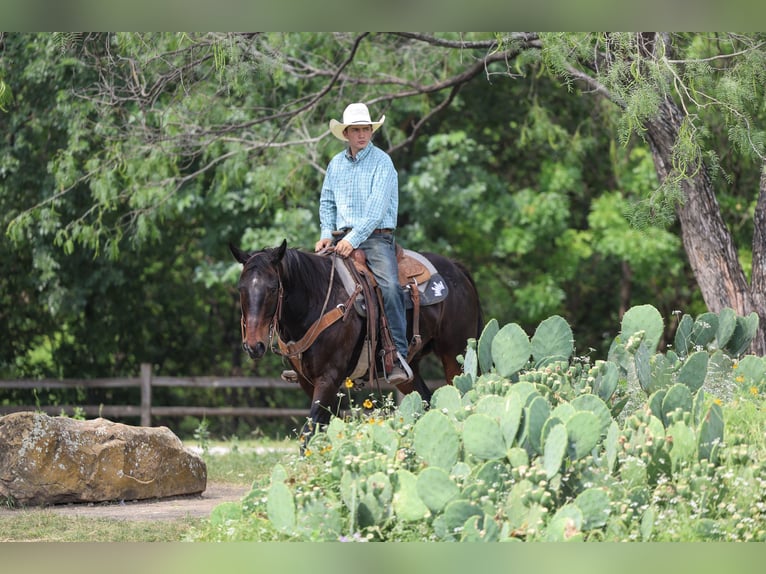 American Quarter Horse Ruin 15 Jaar Bruin in Stephenville