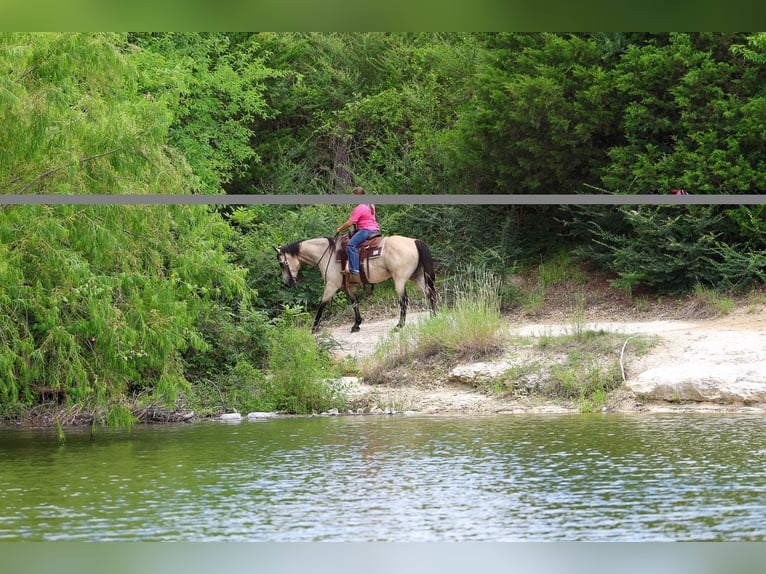American Quarter Horse Ruin 15 Jaar Buckskin in Forney