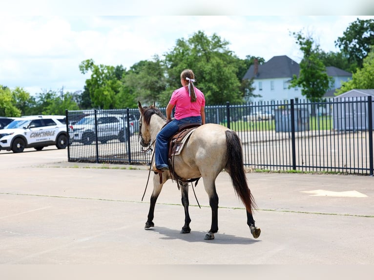 American Quarter Horse Ruin 15 Jaar Buckskin in Forney