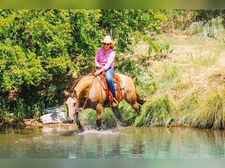 American Quarter Horse Ruin 15 Jaar Buckskin in Stephenville, TX