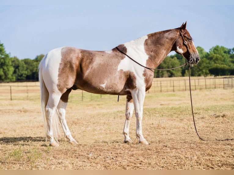 American Quarter Horse Ruin 15 Jaar Donkere-vos in Lipan TX