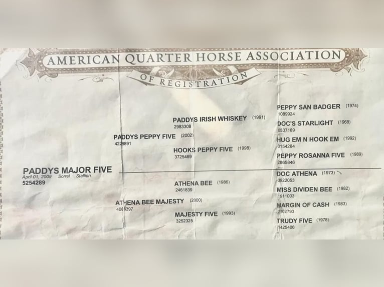American Quarter Horse Ruin 15 Jaar Donkere-vos in stephenville TX