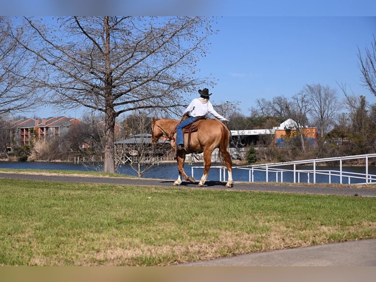 American Quarter Horse Ruin 15 Jaar Falbe in Waco TX