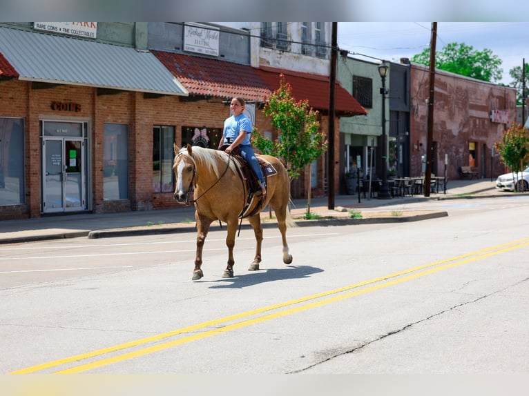American Quarter Horse Ruin 15 Jaar Palomino in Forney