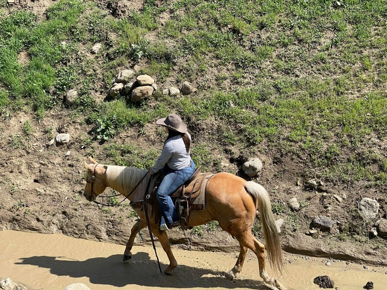 American Quarter Horse Ruin 15 Jaar Palomino in Paicines CA