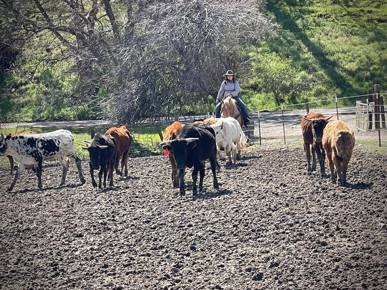 American Quarter Horse Ruin 15 Jaar Palomino in Paicines CA