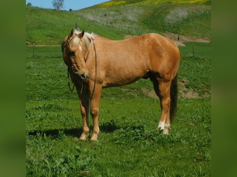 American Quarter Horse Ruin 15 Jaar Palomino in Paicines CA