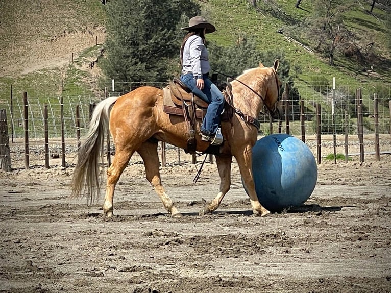 American Quarter Horse Ruin 15 Jaar Palomino in Paicines CA