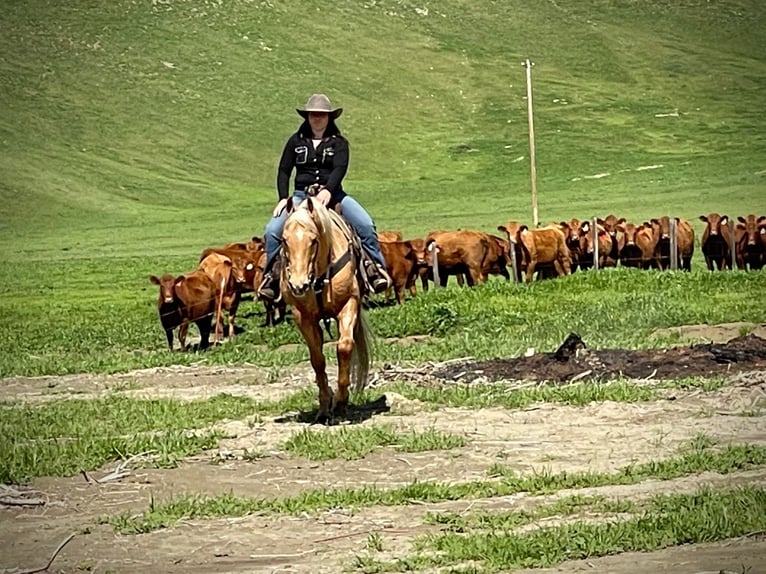 American Quarter Horse Ruin 15 Jaar Palomino in Paicines CA