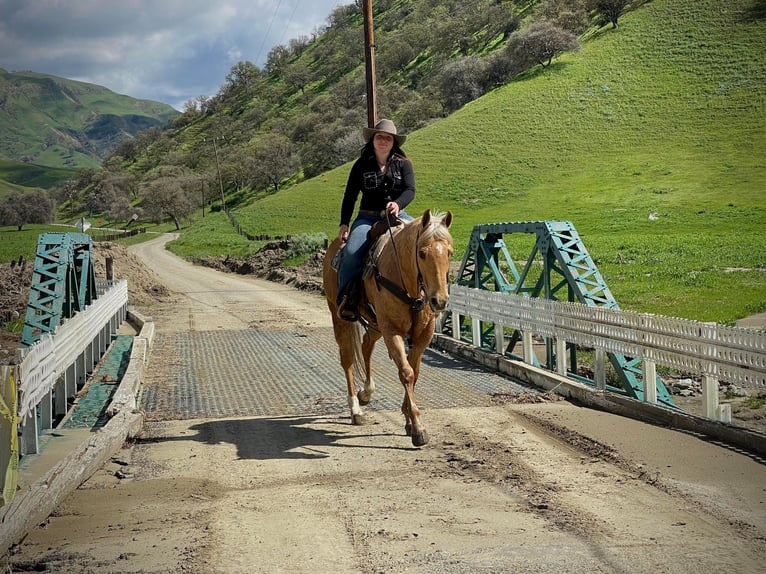 American Quarter Horse Ruin 15 Jaar Palomino in Paicines CA