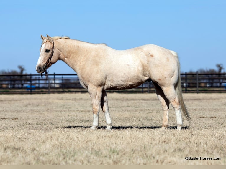 American Quarter Horse Ruin 15 Jaar Palomino in Weatherford, TX