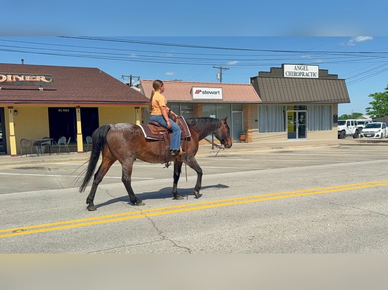 American Quarter Horse Ruin 15 Jaar Roan-Bay in Forney