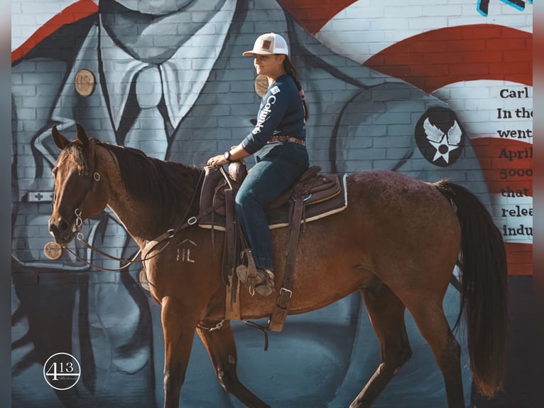 American Quarter Horse Ruin 15 Jaar Roan-Bay in Weatherford TX