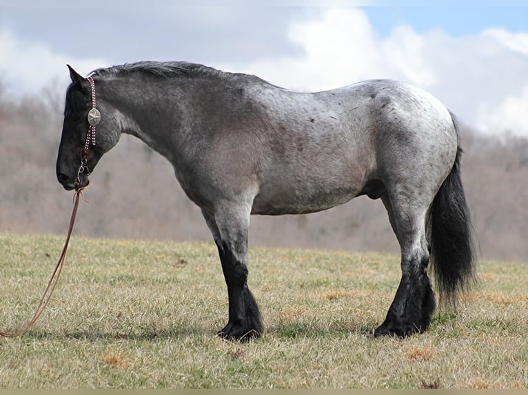 American Quarter Horse Ruin 15 Jaar Roan-Blue in Brodhead Ky