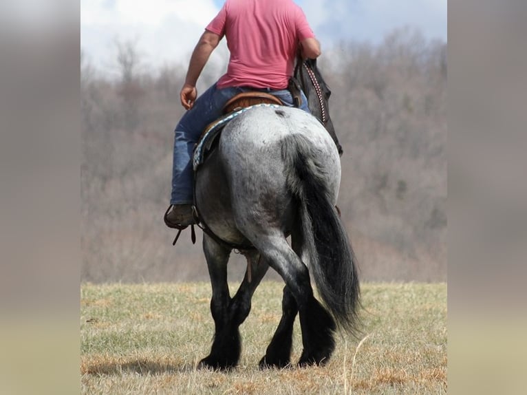 American Quarter Horse Ruin 15 Jaar Roan-Blue in Brodhead Ky